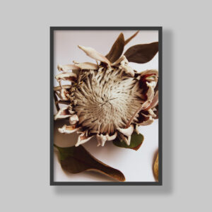 Enhance your space with stunning botanical poster prints and fine art prints, expertly printed and framed to suit your style. Our personalised botanical artwork brings nature's beauty indoors, adding a fresh, organic touch to any room. Each print is made to order with precision and care, ensuring a perfect fit for your decor. From living rooms to home offices and bedrooms, our custom-made botanical art transforms any space. We deliver across South Africa, making it easy to bring nature-inspired creativity right to your doorstep. Discover our botanical wall art and elevate your room’s atmosphere!