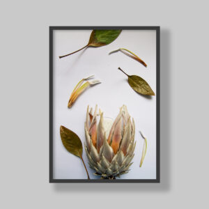Enhance your space with stunning botanical poster prints and fine art prints, expertly printed and framed to suit your style. Our personalised botanical artwork brings nature's beauty indoors, adding a fresh, organic touch to any room. Each print is made to order with precision and care, ensuring a perfect fit for your decor. From living rooms to home offices and bedrooms, our custom-made botanical art transforms any space. We deliver across South Africa, making it easy to bring nature-inspired creativity right to your doorstep. Discover our botanical wall art and elevate your room’s atmosphere!