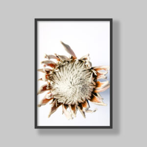 Enhance your space with stunning botanical poster prints and fine art prints, expertly printed and framed to suit your style. Our personalised botanical artwork brings nature's beauty indoors, adding a fresh, organic touch to any room. Each print is made to order with precision and care, ensuring a perfect fit for your decor. From living rooms to home offices and bedrooms, our custom-made botanical art transforms any space. We deliver across South Africa, making it easy to bring nature-inspired creativity right to your doorstep. Discover our botanical wall art and elevate your room’s atmosphere!