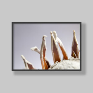 Enhance your space with stunning botanical poster prints and fine art prints, expertly printed and framed to suit your style. Our personalised botanical artwork brings nature's beauty indoors, adding a fresh, organic touch to any room. Each print is made to order with precision and care, ensuring a perfect fit for your decor. From living rooms to home offices and bedrooms, our custom-made botanical art transforms any space. We deliver across South Africa, making it easy to bring nature-inspired creativity right to your doorstep. Discover our botanical wall art and elevate your room’s atmosphere!