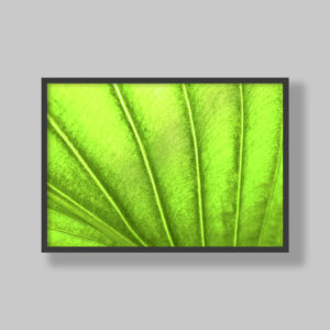 Enhance your space with stunning botanical poster prints and fine art prints, expertly printed and framed to suit your style. Our personalised botanical artwork brings nature's beauty indoors, adding a fresh, organic touch to any room. Each print is made to order with precision and care, ensuring a perfect fit for your decor. From living rooms to home offices and bedrooms, our custom-made botanical art transforms any space. We deliver across South Africa, making it easy to bring nature-inspired creativity right to your doorstep. Discover our botanical wall art and elevate your room’s atmosphere!