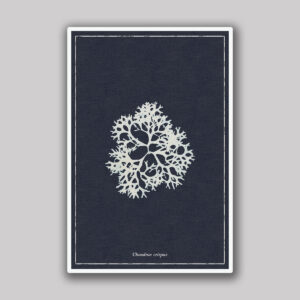 Deep Blue Sea Lace Study