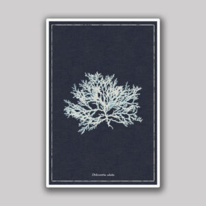 Deep Blue Alata Sea Branch