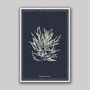 Deep Blue Dentata Sea Study
