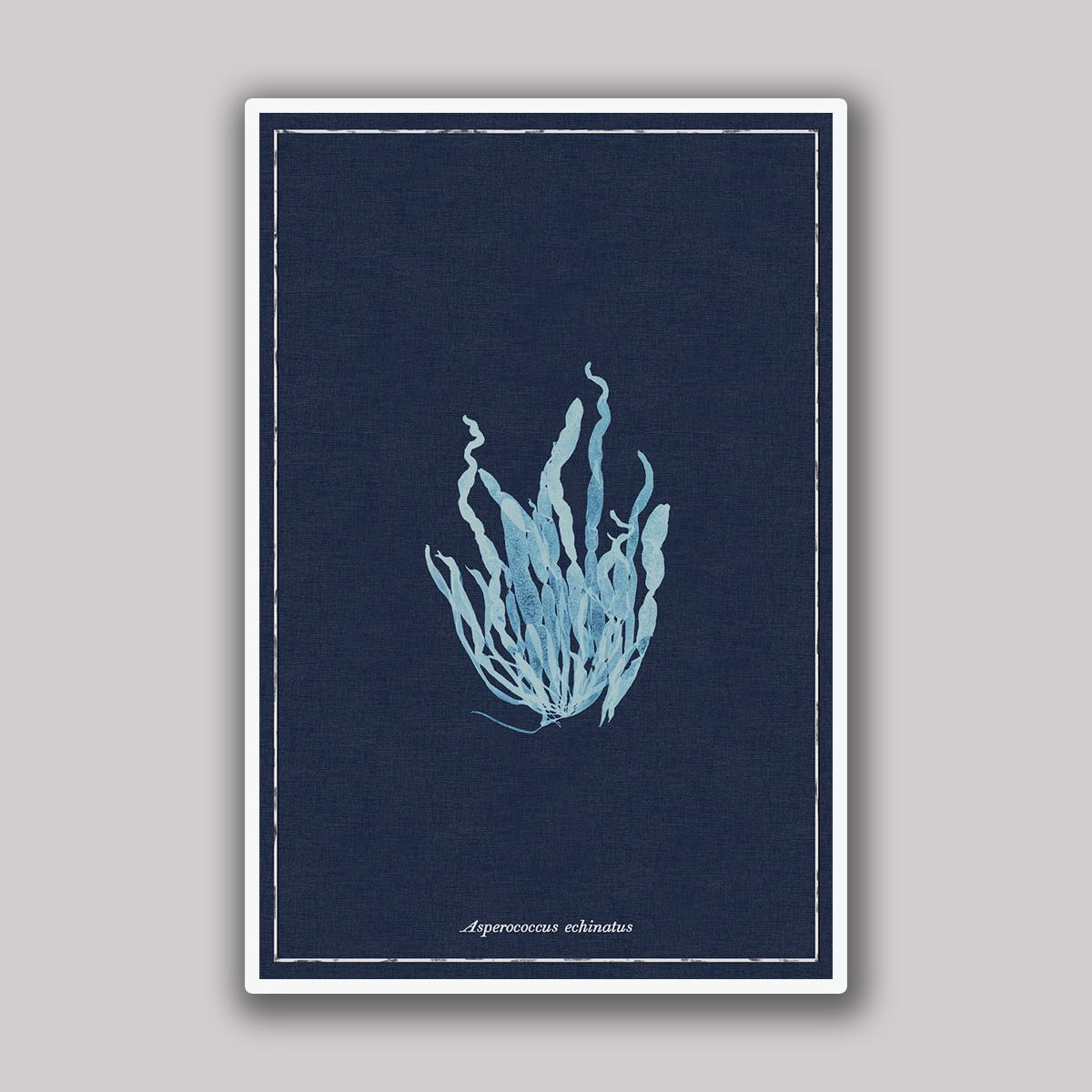 Dark Blue Echinatus Study
