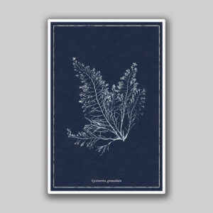 Dark Blue Granulata Sea Fern