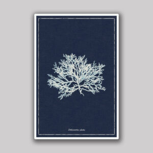 Dark Blue Alata Sea Branch