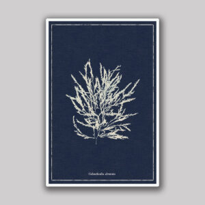 Dark Blue Dentata Sea Study