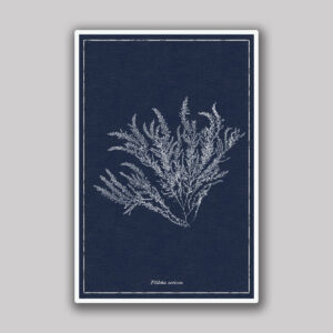 Dark Blue Pilota Sea Fern