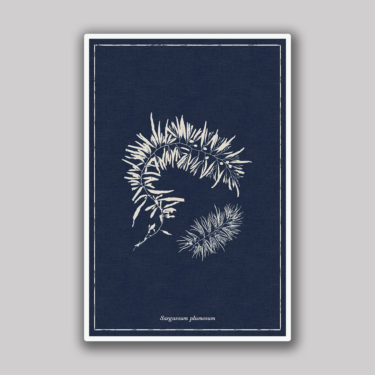 Dark Blue Sargassum Study