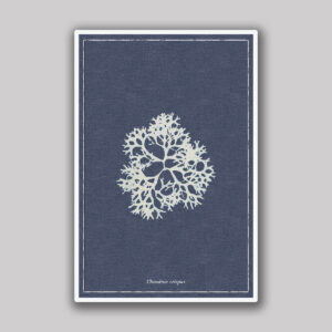 Sea Lace Study