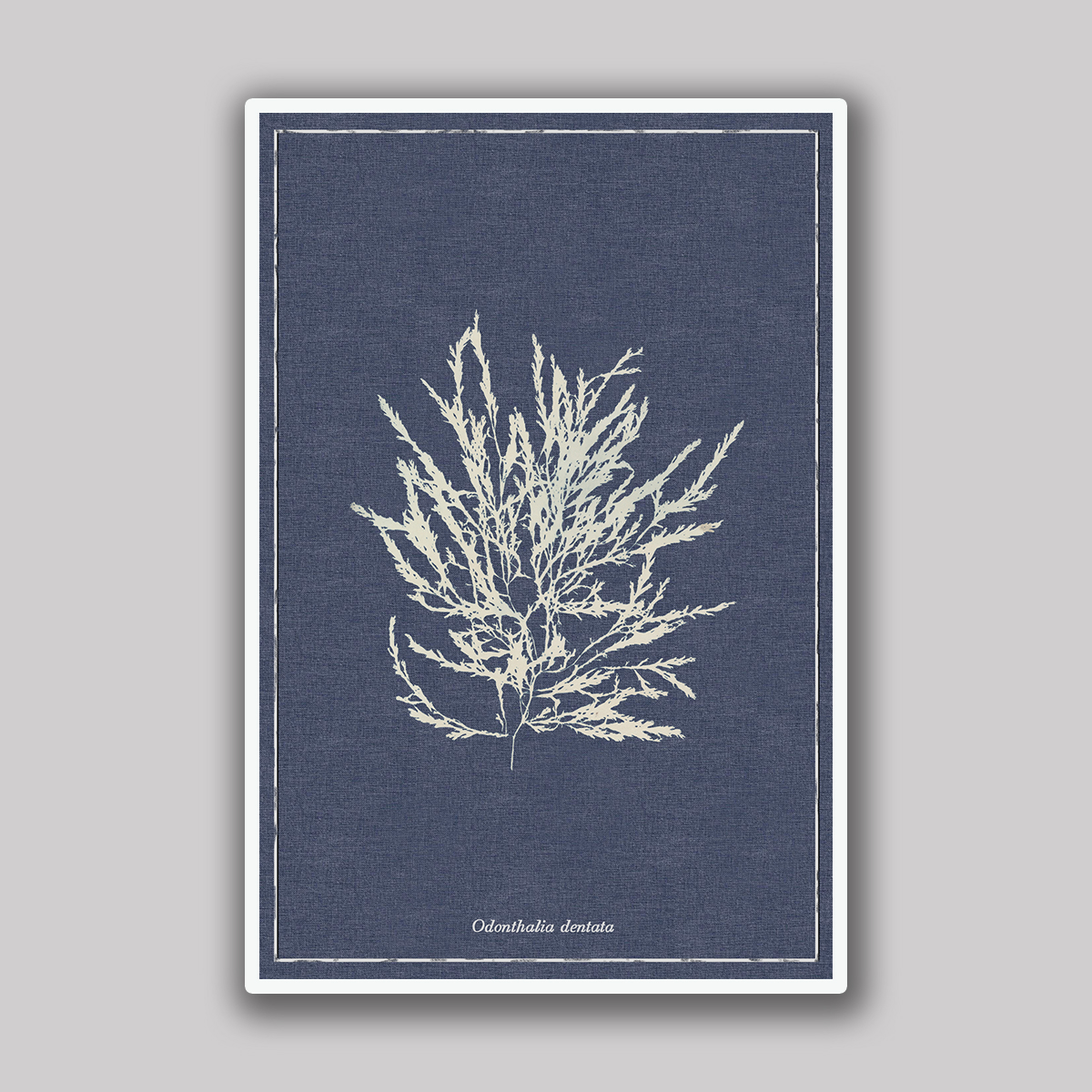 Dentata Sea Study - Image 2