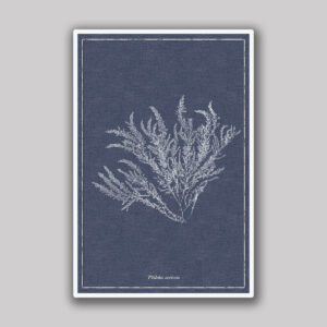 Pilota Sea Fern