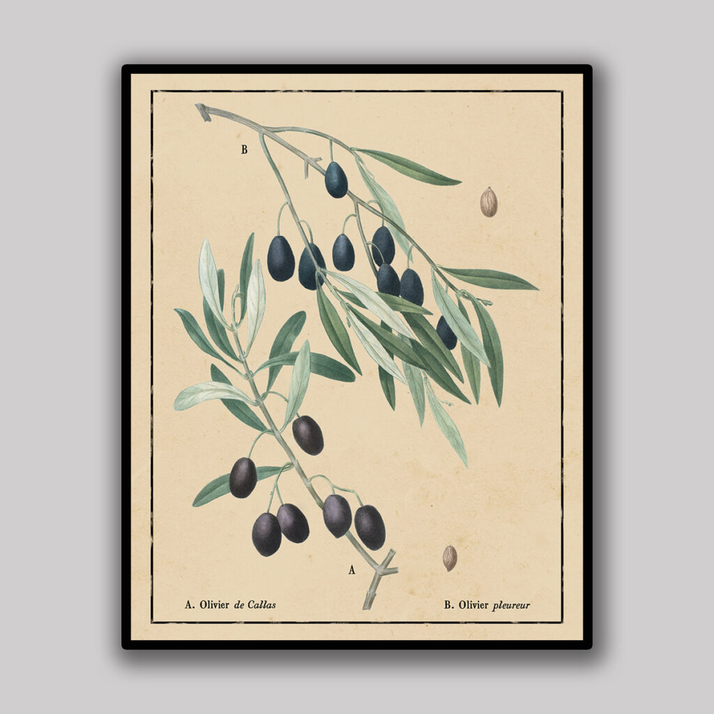 Black Olive Botanical Study