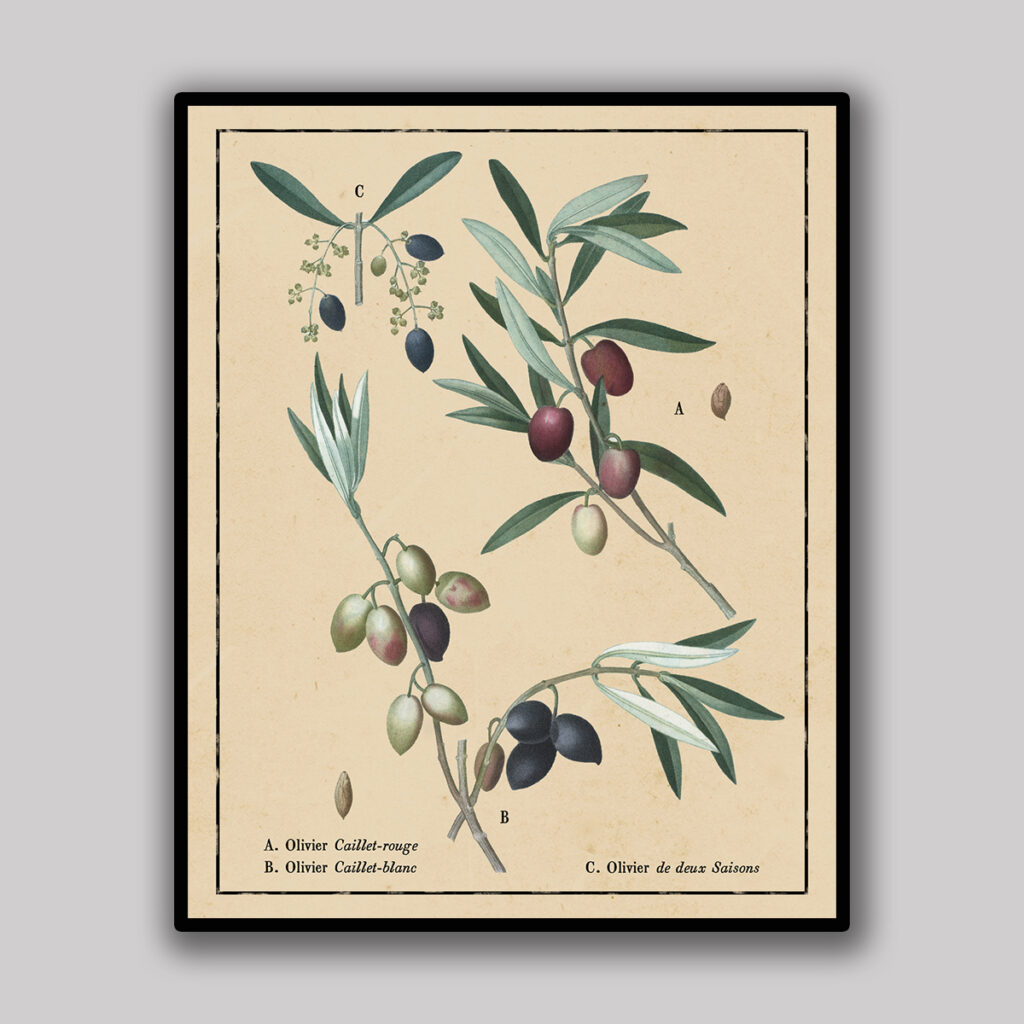 Olive Branch Botanical Study