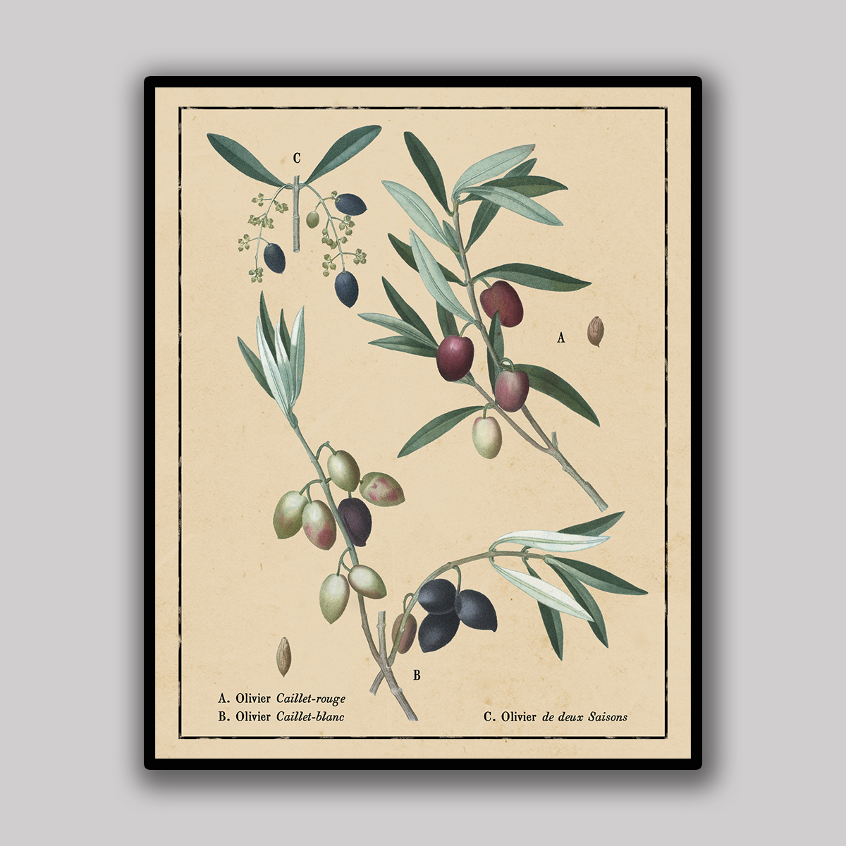 Olive Branch Botanical Study