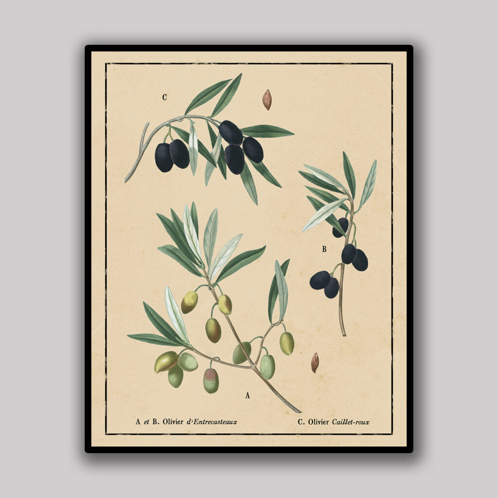 Olive Varieties Botanical Study