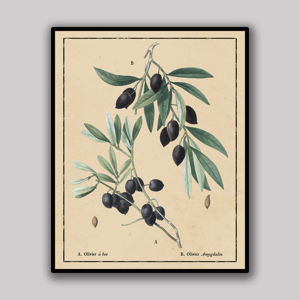 Black Olive Branch Botanical Study