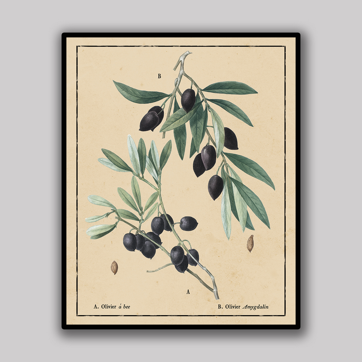 Black Olive Branch Botanical Study