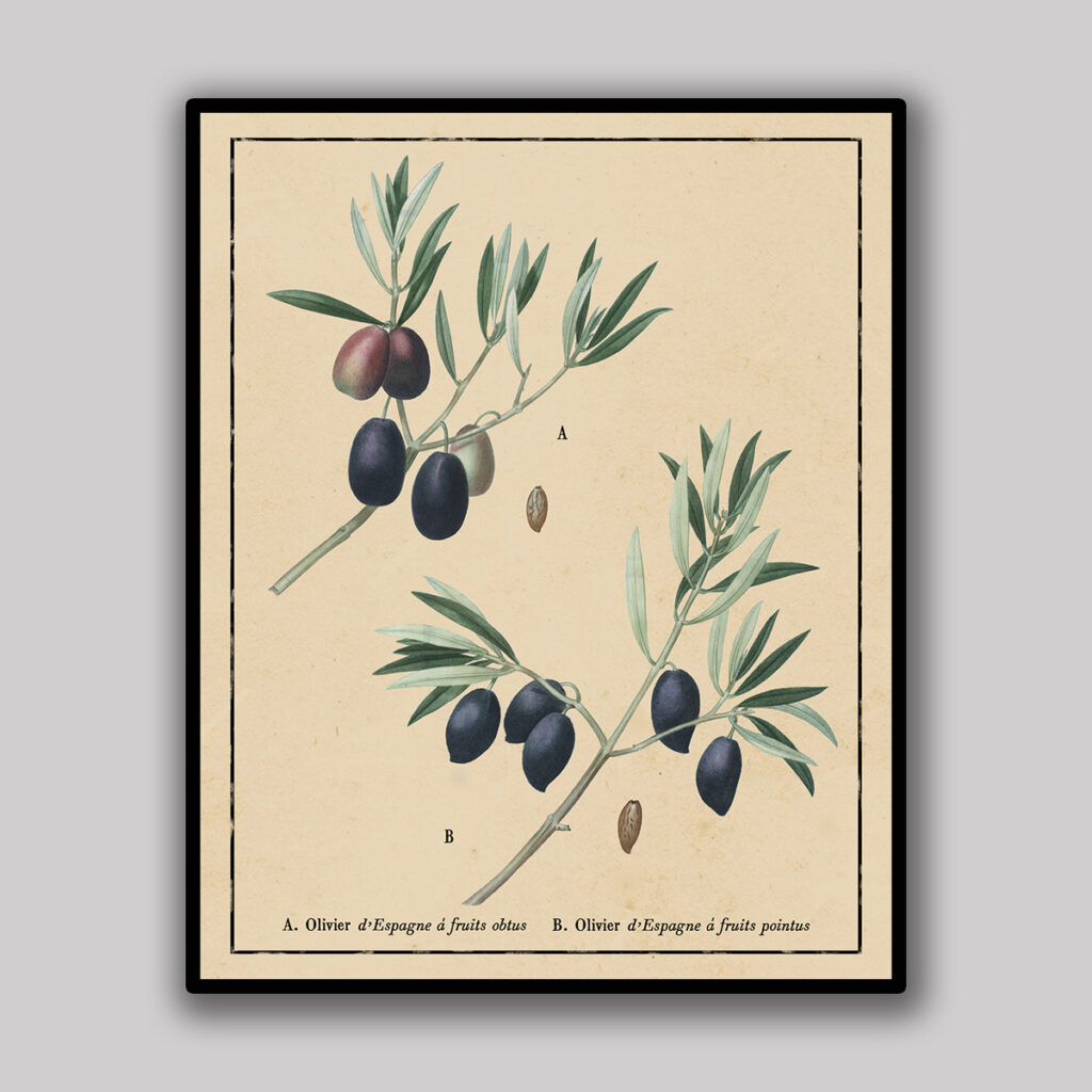 Spanish Olive Botanical Study
