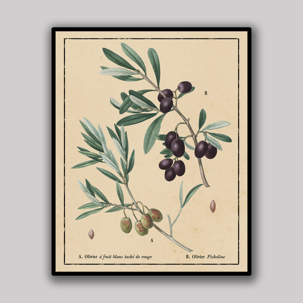Picholine Olive Botanical Study