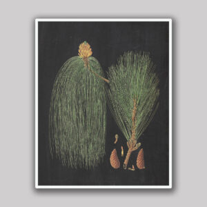 Pine Branch