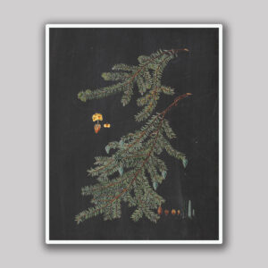 Fir Branch
