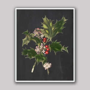 Holly Branch