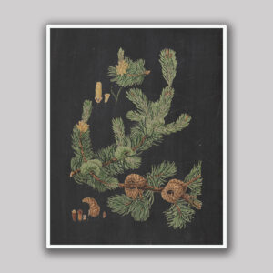 Pine Cones & Branch