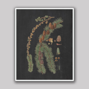 Spruce Branch & Cones
