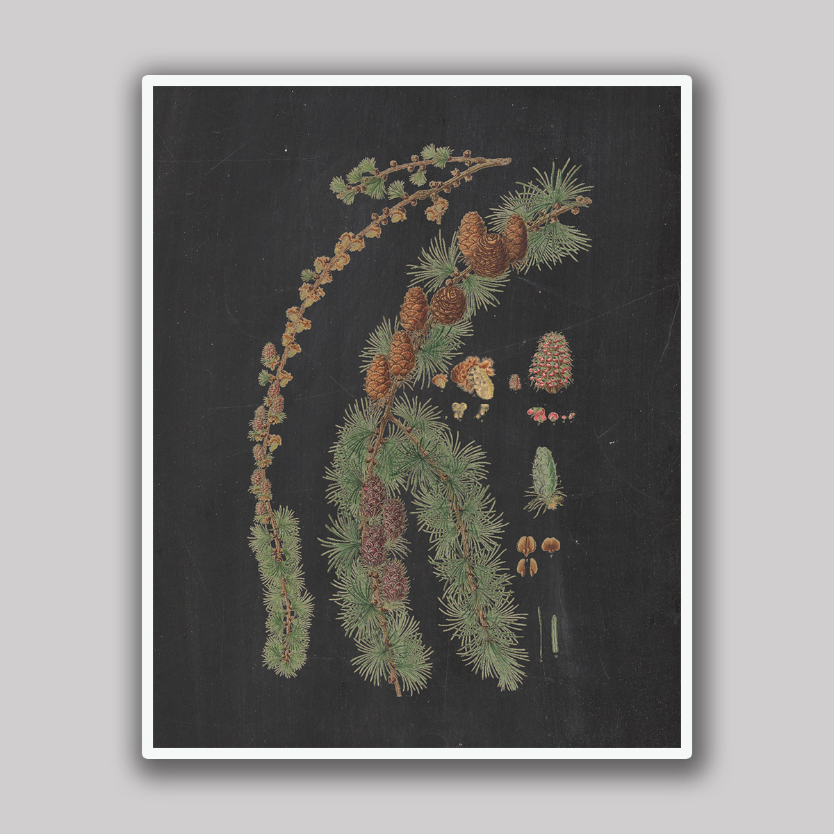 Spruce Branch & Cones