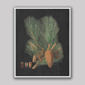 Pine Cones & Needles