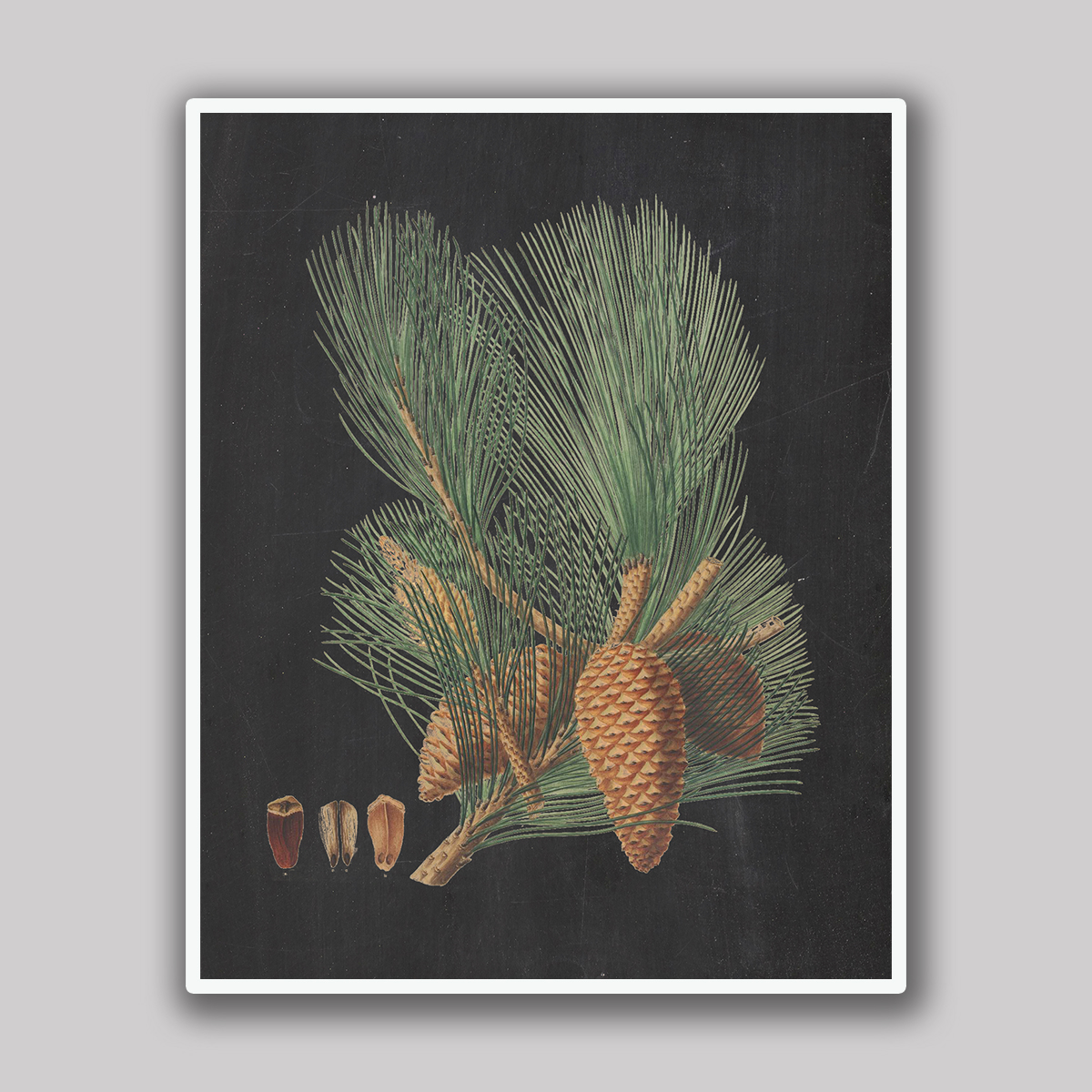Pine Cones & Needles
