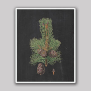 Pine Cone Branch