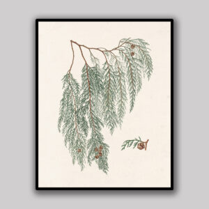 Ivory Cedar Branch