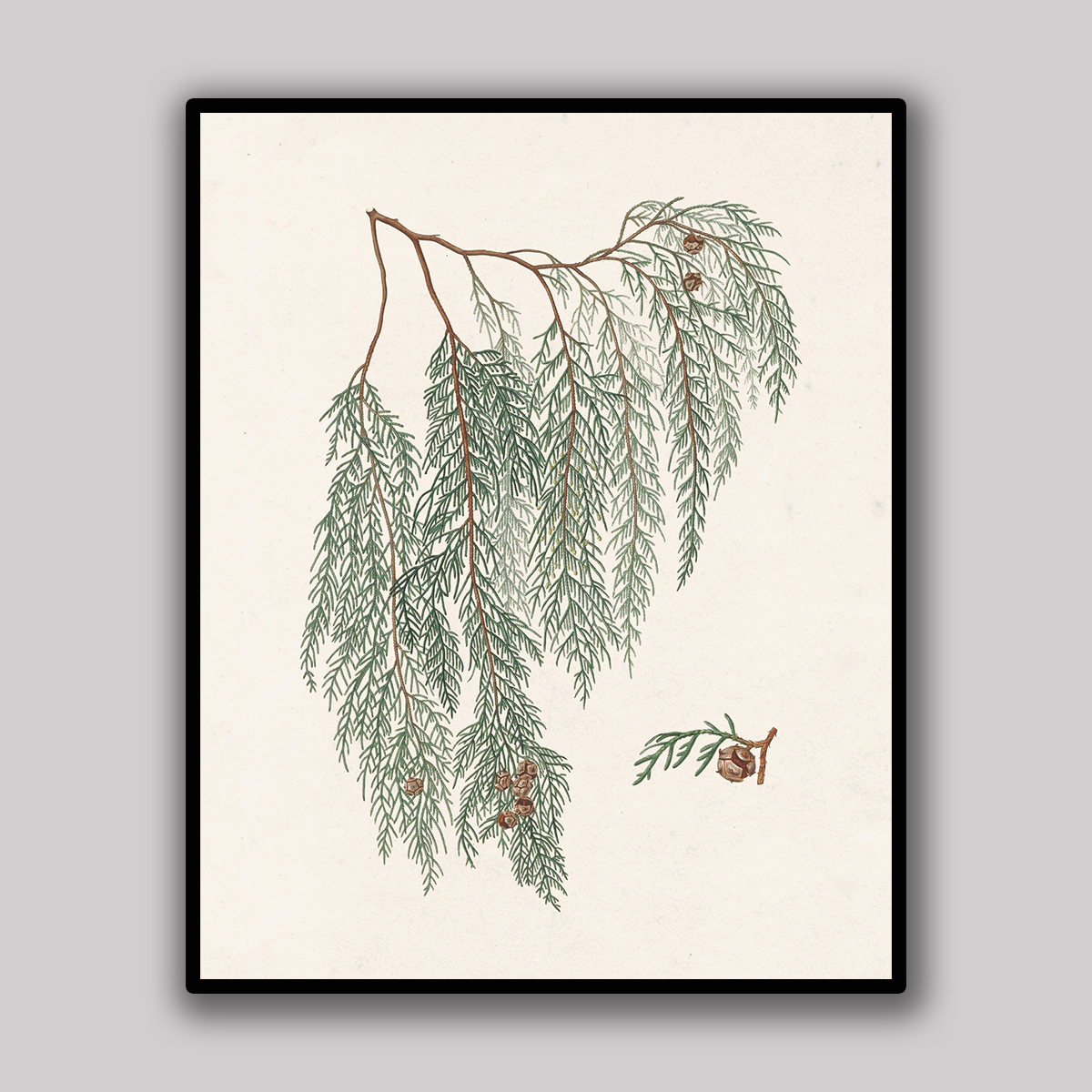 Ivory Cedar Branch