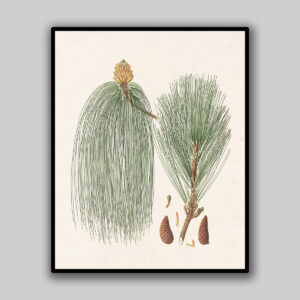 Ivory Pine Branch
