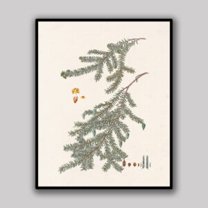 Ivory Fir Branch