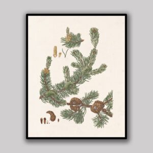 Ivory Pine Cones & Branch