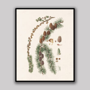Ivory Spruce Branch & Cones