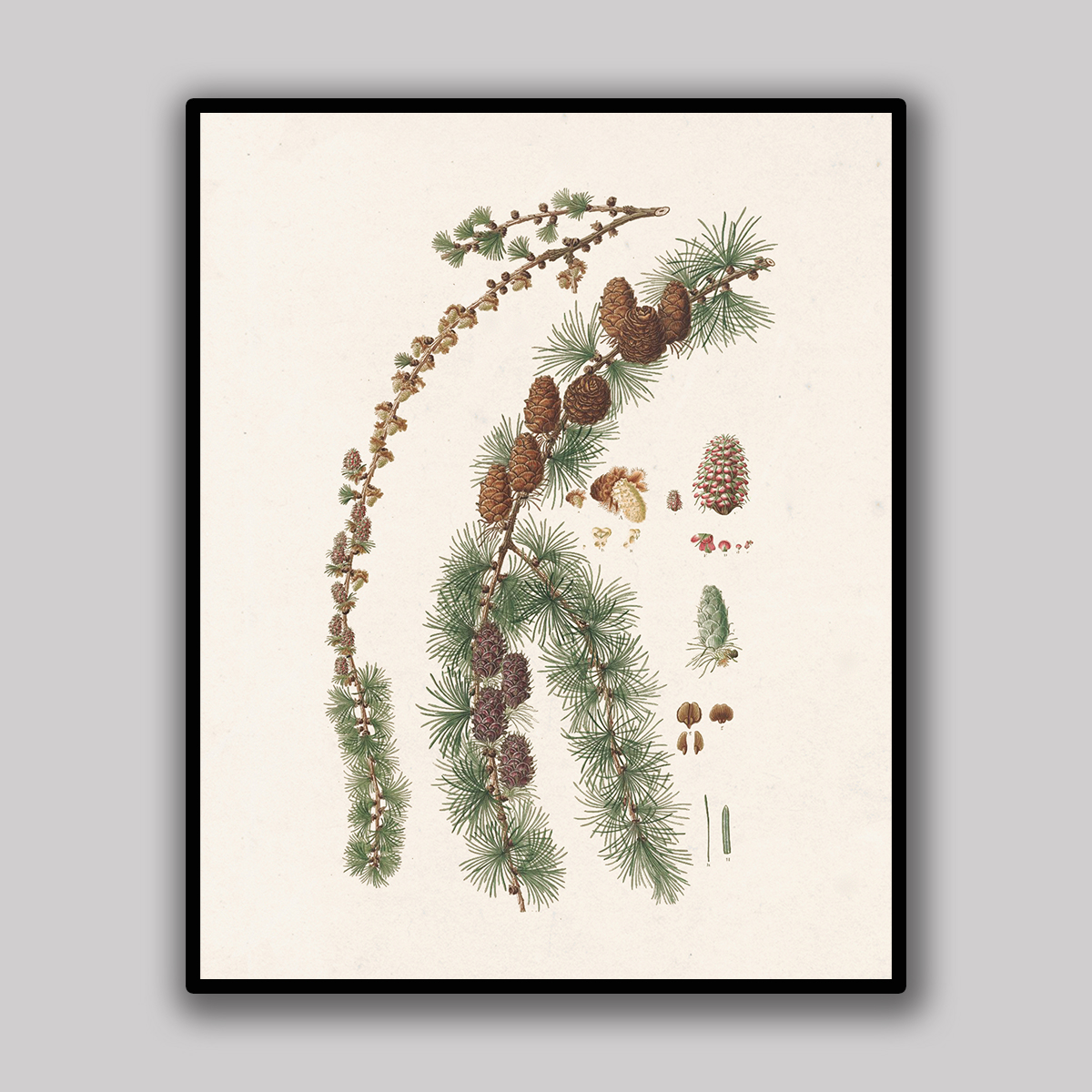 Ivory Spruce Branch & Cones