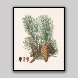Ivory Pine Cones & Needles