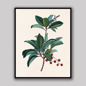 Mistletoe