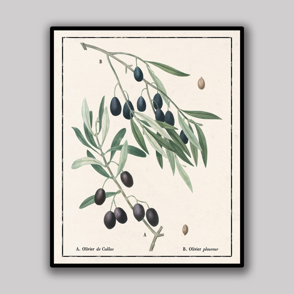 Callas Olive Botanical Study