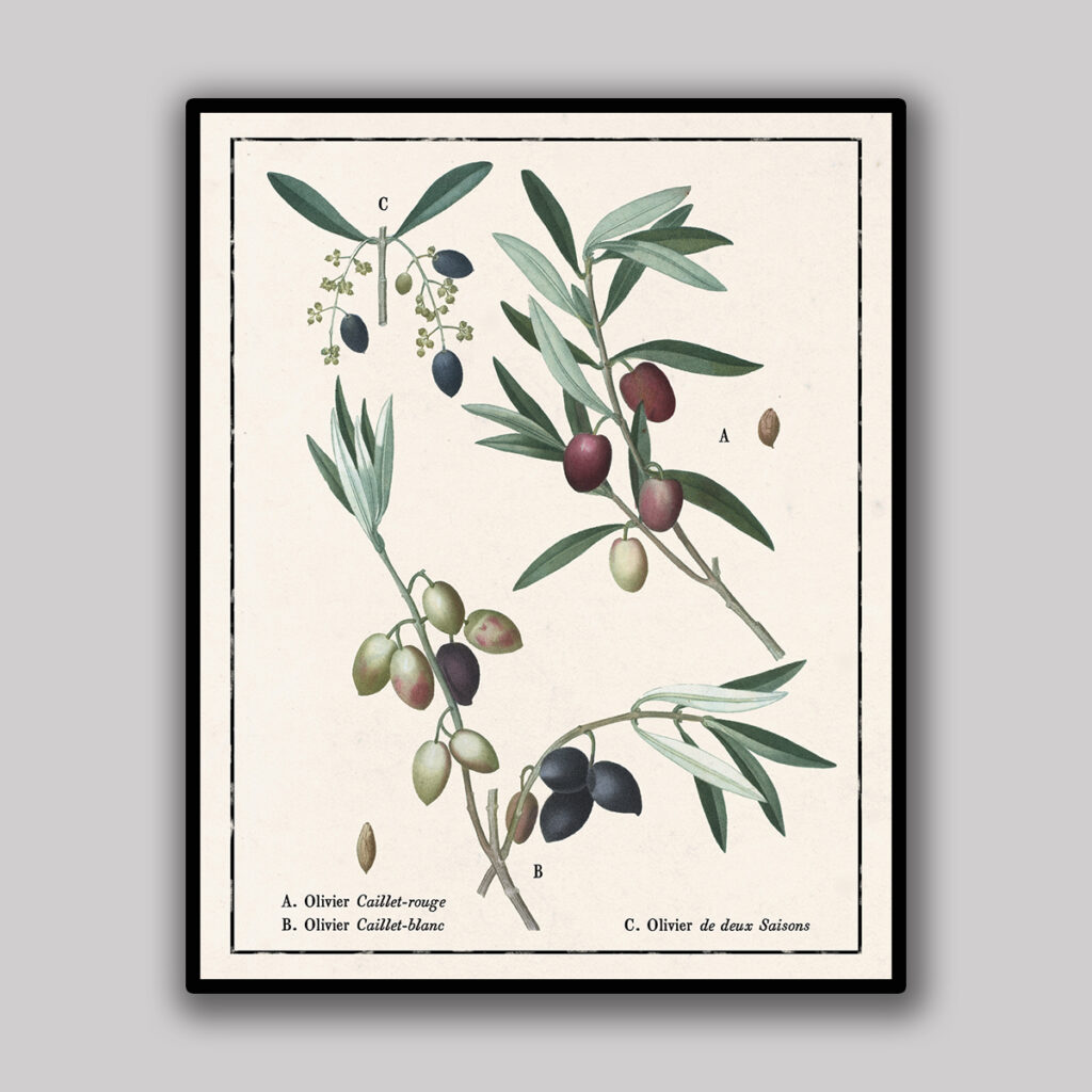 Olive Varieties Botanical Plate