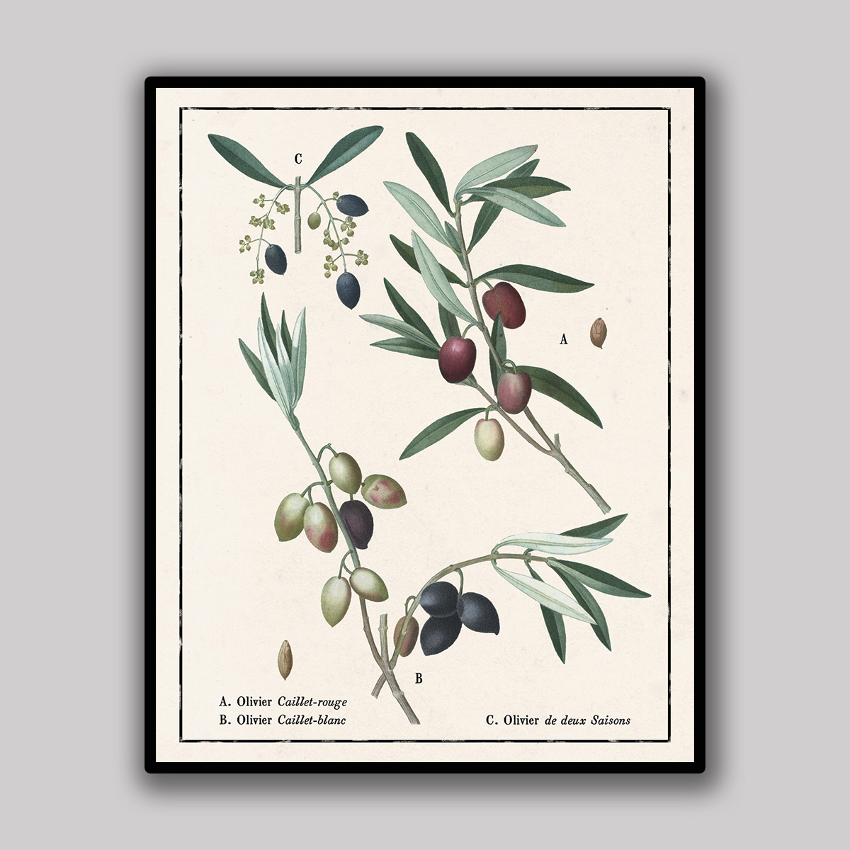 Olive Varieties Botanical Plate