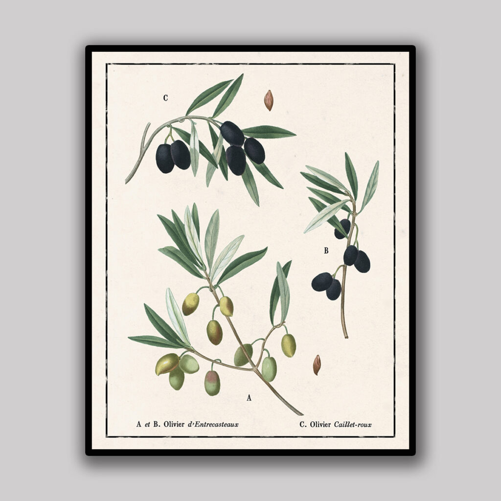 Olive Branch Varieties
