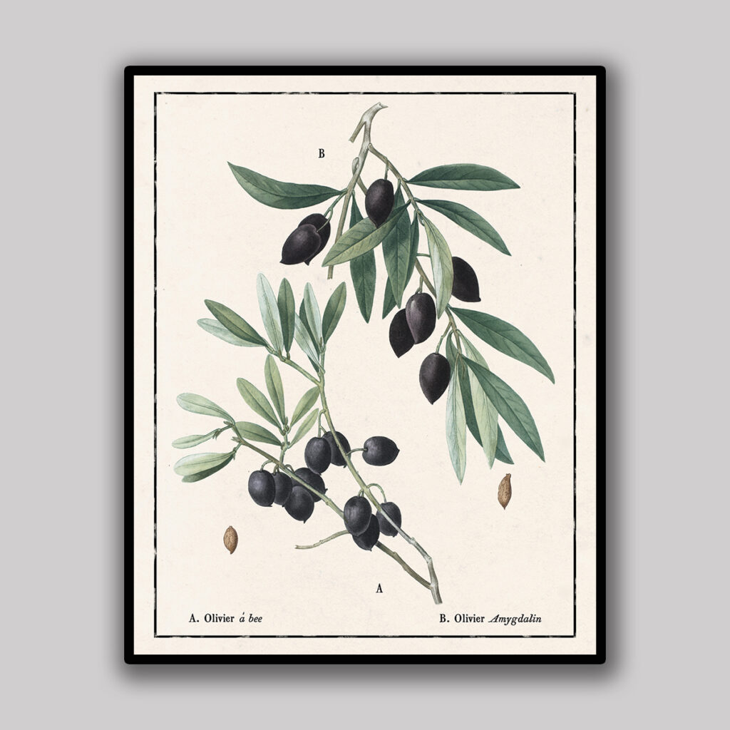 Mediterranean Olive Branch Study