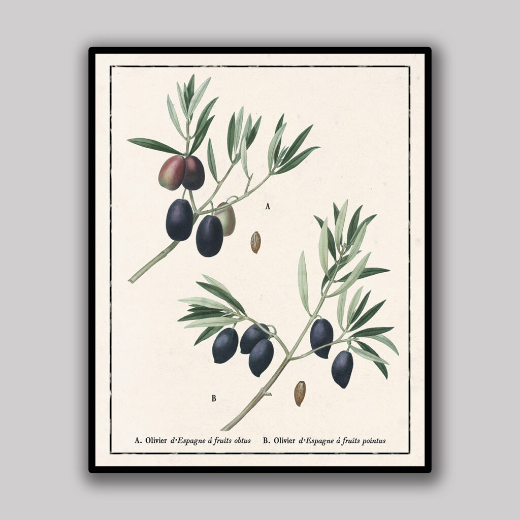 Spanish Olive Varieties