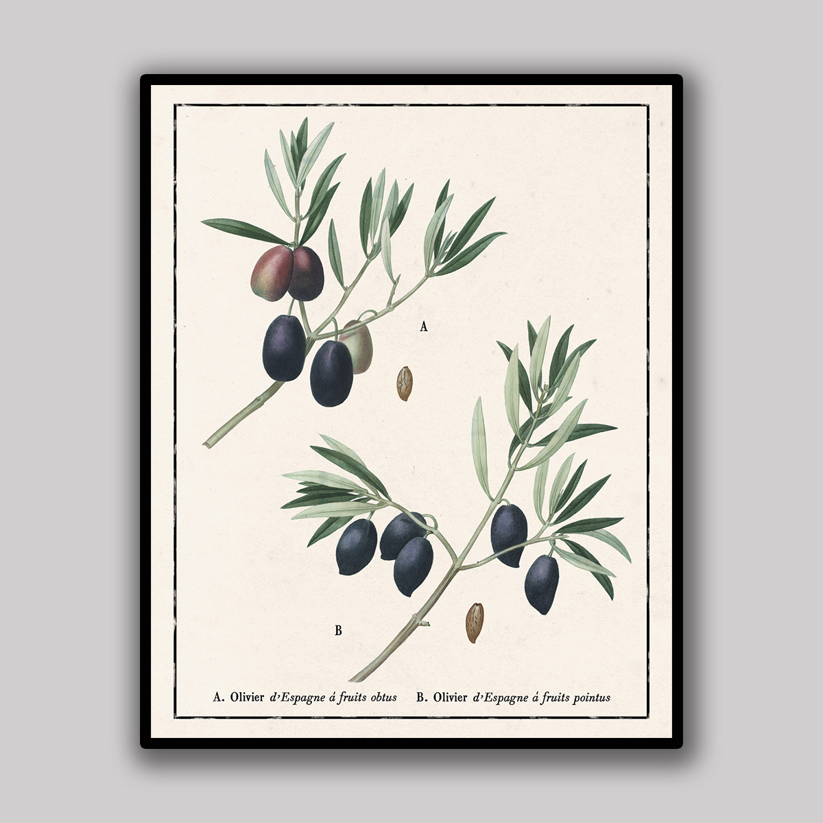 Spanish Olive Varieties
